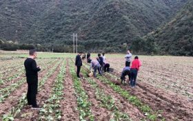 留坝县抢抓农时秋种忙 绘就来年好“丰”光缩略图 留坝县抢抓农时秋种忙 绘就来年好“丰”光缩略图