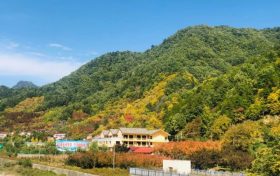 流金溢彩，秋色秘境，佛坪漫山红叶已上线~缩略图