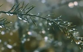 陕西气象发布霜冻蓝色预警 局地地面最低温度将降至0℃以下缩略图 陕西气象发布霜冻蓝色预警 局地地面最低温度将降至0℃以下缩略图