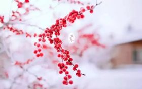 今日立冬丨时光流转,冬日可爱缩略图 今日立冬丨时光流转,冬日可爱缩略图