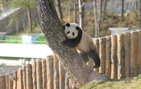 不愧是秦岭大熊猫，光看照片就被可爱到了！缩略图