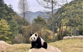 首批“住户”在秦岭大熊猫的“新家”住的习惯吗？快来围观！缩略图