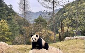 首批“住户”在秦岭大熊猫的“新家”住的习惯吗?快来围观!缩略图 首批“住户”在秦岭大熊猫的“新家”住的习惯吗?快来围观!缩略图