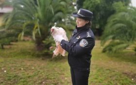 森林警察及时救助一只国宝缩略图 森林警察及时救助一只国宝缩略图