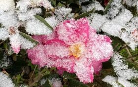 玉树琼枝！汉台雪景美如画！缩略图
