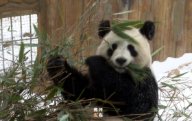 满地撒欢打滚儿！佛坪大熊猫雪中“卖萌”根本停不下来！缩略图