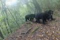 熊出没！陕西长青国家级自然保护区首次拍到“四熊同框”缩略图