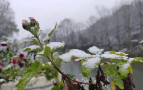 2022年西乡骆家坝第一场雪!缩略图 2022年西乡骆家坝第一场雪!缩略图