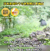 长青保护区黑熊与羚牛狭路相逢！缩略图