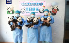 陕西2022年成功繁育7只大熊猫缩略图