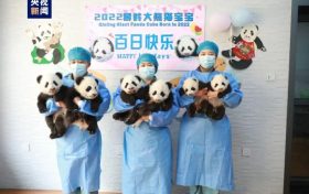 陕西2022年成功繁育7只大熊猫缩略图 陕西2022年成功繁育7只大熊猫缩略图