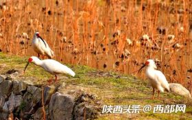 朱鹮 “旅居”留坝河口村 村民暖心投喂鱼食缩略图 朱鹮 “旅居”留坝河口村 村民暖心投喂鱼食缩略图