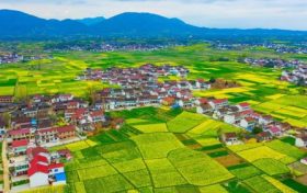 最新消息!南郑区确定为2023中国最美油菜花海汉中旅游文化节主会场缩略图 最新消息!南郑区确定为2023中国最美油菜花海汉中旅游文化节主会场缩略图