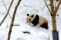 佛坪：秦岭春雪 大熊猫雪中撒欢萌态足缩略图