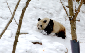 佛坪:秦岭春雪 大熊猫雪中撒欢萌态足缩略图 佛坪:秦岭春雪 大熊猫雪中撒欢萌态足缩略图