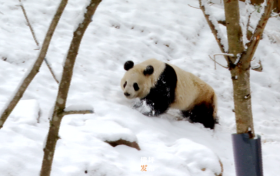 佛坪：秦岭春雪 大熊猫雪中撒欢萌态足缩略图