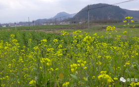 汉中陈村旅游环线6000亩油菜花海即将盛放缩略图 汉中陈村旅游环线6000亩油菜花海即将盛放缩略图