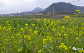 汉中陈村旅游环线6000亩油菜花海即将盛放缩略图