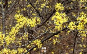 宝成铁路沿线乡党们注意 明日起秦岭站、凤县站停止办理客运缩略图 宝成铁路沿线乡党们注意 明日起秦岭站、凤县站停止办理客运缩略图