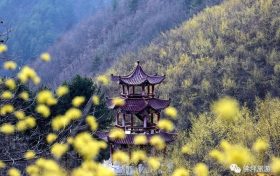 茱萸花——大自然赠予佛坪春天最好的礼物~缩略图 茱萸花——大自然赠予佛坪春天最好的礼物~缩略图