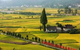 茶香花海 绘就秦巴腹地新画卷缩略图 茶香花海 绘就秦巴腹地新画卷缩略图