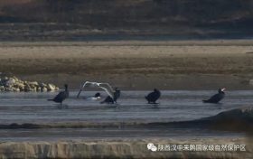 3只织女银鸥!汉中首次发现→缩略图 3只织女银鸥!汉中首次发现→缩略图