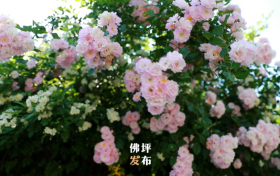 春暖花开的序曲即将奏响,佛坪赏花指南为您送上!缩略图 春暖花开的序曲即将奏响,佛坪赏花指南为您送上!缩略图