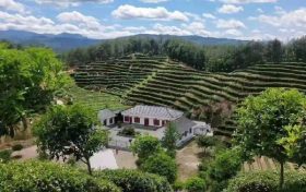 张骞故里茶飘香缩略图 张骞故里茶飘香缩略图