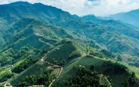 汉中西乡:春茶采摘正当时 茶旅电商促振兴缩略图 汉中西乡:春茶采摘正当时 茶旅电商促振兴缩略图
