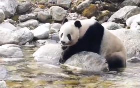 原来你是这样的“胖达”!野生大熊猫过河半道儿还要歇歇缩略图 原来你是这样的“胖达”!野生大熊猫过河半道儿还要歇歇缩略图