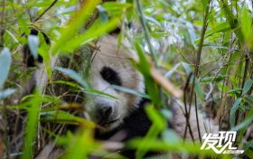 “玩倒立”“躲猫猫” 秦岭野生大熊猫憨态可掬缩略图 “玩倒立”“躲猫猫” 秦岭野生大熊猫憨态可掬缩略图