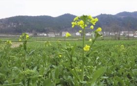 春季养肝最佳时?远离5种伤肝食物!缩略图