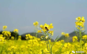 天汉之春正从一朵油菜花上蔓延缩略图