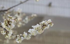 三月,赴一场春花盛宴缩略图 三月,赴一场春花盛宴缩略图