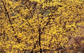万亩山茱萸花开 美景如画醉游人缩略图 万亩山茱萸花开 美景如画醉游人缩略图