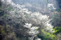 汉江源漫山遍野的野樱花开了缩略图