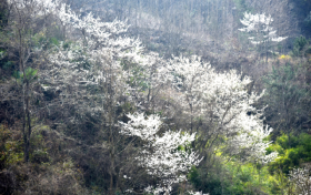 汉江源漫山遍野的野樱花开了缩略图 汉江源漫山遍野的野樱花开了缩略图