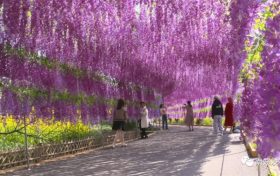 南郑春意浓 花开迎远客缩略图 南郑春意浓 花开迎远客缩略图