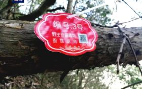陕西镇巴天坑发现1500余株野生红豆杉缩略图 陕西镇巴天坑发现1500余株野生红豆杉缩略图