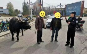 南郑公安:水牛街头“散步”,民警送它“回家”!缩略图 南郑公安:水牛街头“散步”,民警送它“回家”!缩略图