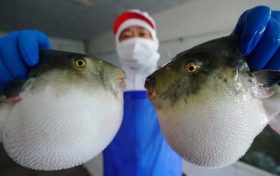 ​注意！近期有人因它中毒，0.5毫克可致死缩略图
