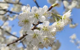 西乡樱花开了,快来赏花吧缩略图 西乡樱花开了,快来赏花吧缩略图