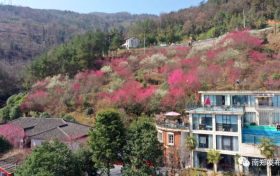 漫山梅花竞相绽放 大河坎镇汉群村首届梅花节开幕缩略图 漫山梅花竞相绽放 大河坎镇汉群村首届梅花节开幕缩略图