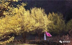 山茱萸:野岭上的月光树缩略图 山茱萸:野岭上的月光树缩略图