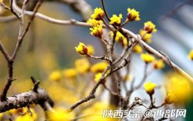 汉中佛坪：春光明媚 花影婆娑 不负好时光缩略图
