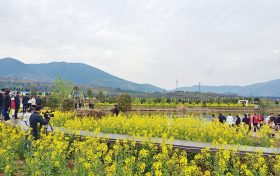 油菜花的美学价值缩略图 油菜花的美学价值缩略图