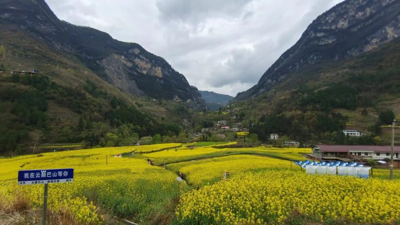 云巅巴山喜迎嘉宾，栈道花海欢庆盛典 | 快来宁强巴山栈道花海共同邂逅春的美丽插图7