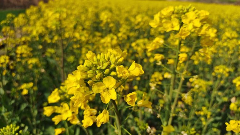 宁强县巴山栈道花海文化艺术季活动启动插图5