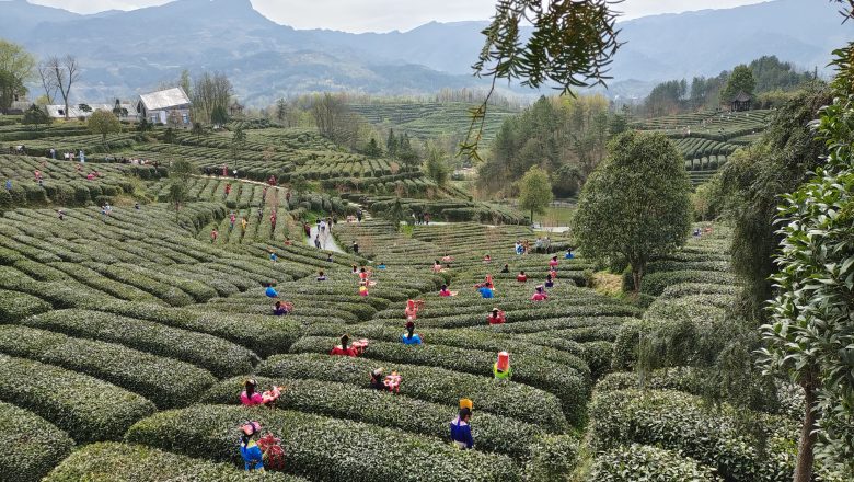 “羌风汉韵·茶香宁强”中国醉美茶文化旅游季活动正式启动插图3