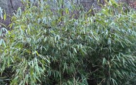 首次!佛坪人工竹林引来野生大熊猫!缩略图 首次!佛坪人工竹林引来野生大熊猫!缩略图